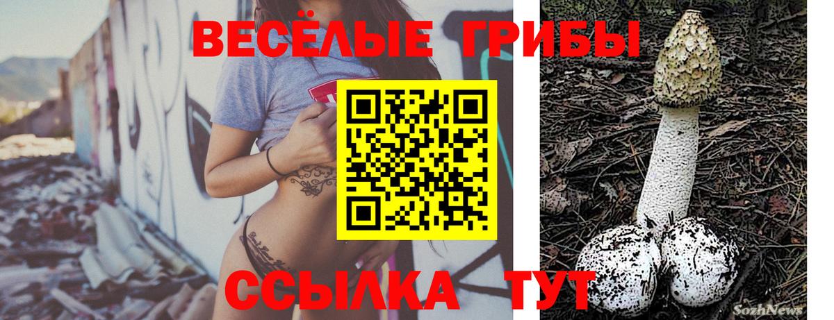 Брянск  Псилоцибиновые грибы GOLDEN TEACHER  Галлюциногенные грибы Psilocybine cubensis  Вход с VPN 